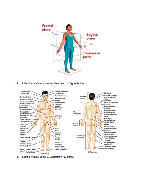 Solution Human Anatomy And Physiology I Bsci201 Lab Practical 1