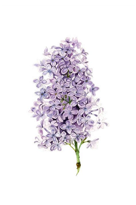 Watercolor Lilac Flower Wall Art Print Lilac Painting Print Etsy