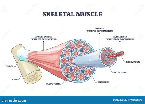 Skeletal Muscle Structure With Anatomical Inner Layers Outline Diagram Stock Vector