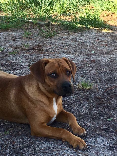 **animal services now accepts cash, money orders, credit cards and debit cards (there is a convenience fee for using credit and debit cards)** click on the below link to petharbor and follow these steps to view our adoptable pets: Dog adoption in Lexington, SC 29073: Unknown Dog "Toby"