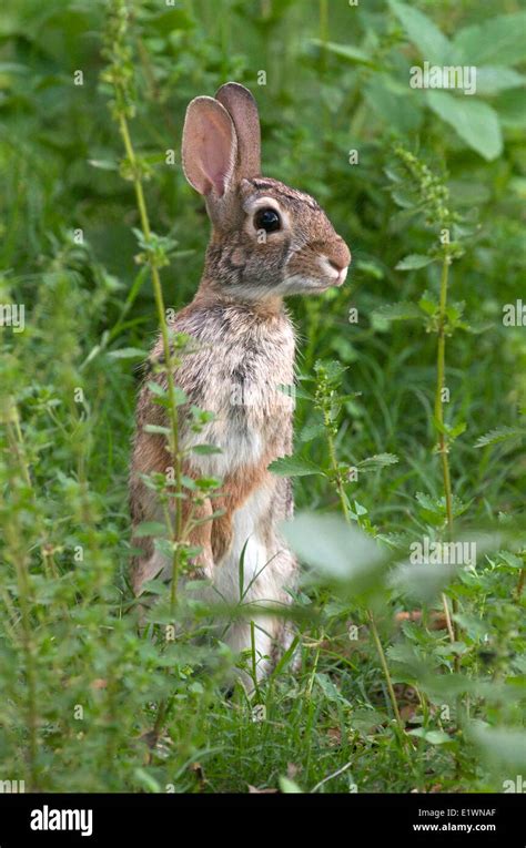 Eastern Cottontail Rabbit Standing In Green Vegetation Sylvilagus