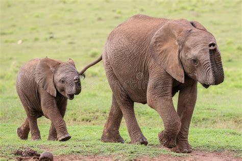 Young African Elephant Friends Stock Photo Image Of Brown Green