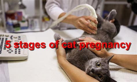 5 Stages Of Cat Pregnancy Local Value Veterinary