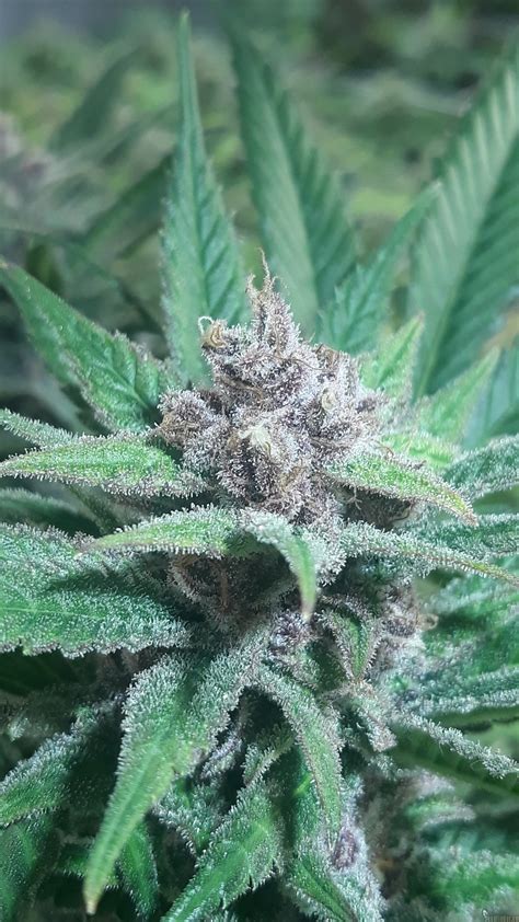 Purple Haze G13 Labs Cannabis Strain Gallery