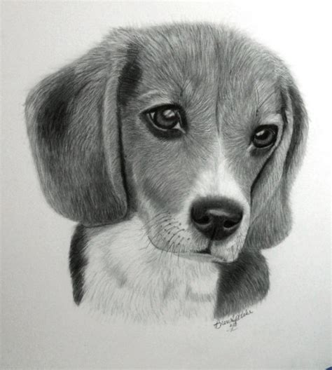 A Beagle I Did For My Grandson Jakob For His Birthday Dog Pencil