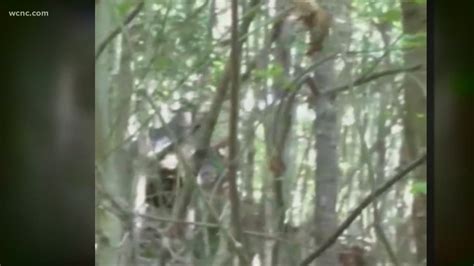 North Carolina Man Claims He Spotted Three Bigfoots Took Video Wtsp