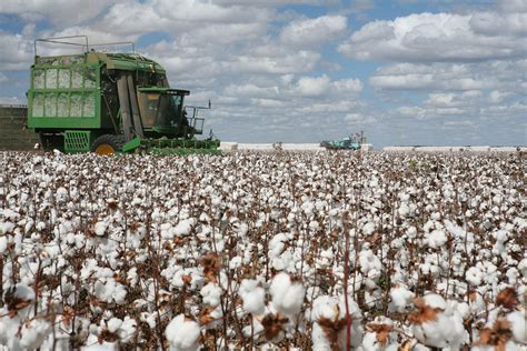 Us Cotton Production Up From Last Year