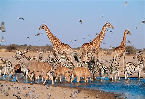 Giraffes Antelope Zebras And Pigeons Drinking At Watering Hole In