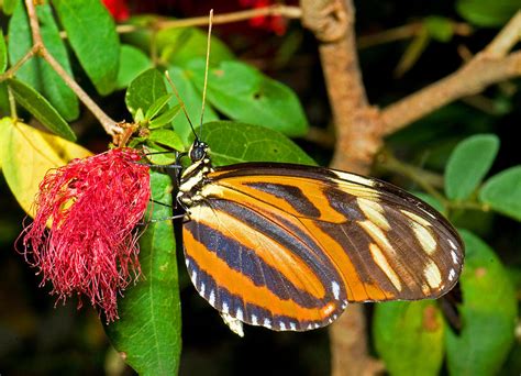 Tiger Mimic Queen Butterfly Photograph By Millard H Sharp