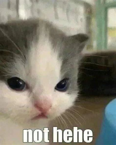 Not Hehe Reaction Image Hehe Cat Know Your Meme
