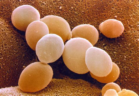 Yeast Saccharomyces Cerevisiae Photograph By Power And Syred