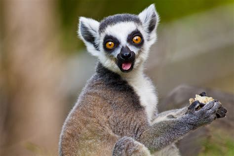 When Did The Famous Lemurs First Arrive In Madagascar