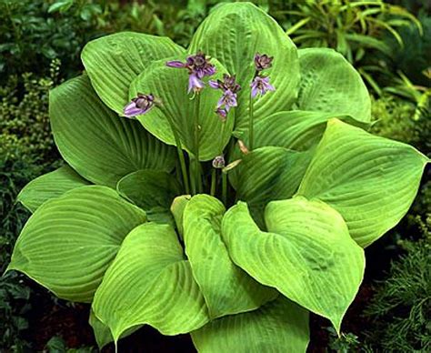 It has grown very well. Hosta 'Sum and Substance' | Kiefer Nursery: Trees, Shrubs ...