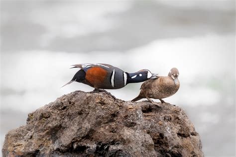 Buy Wildlife Photography Of A Mating Pair Of Harlequin Ducks In