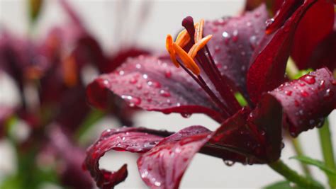 Lily Flower And Water Drops Hd Wallpaper Desktop Background Image
