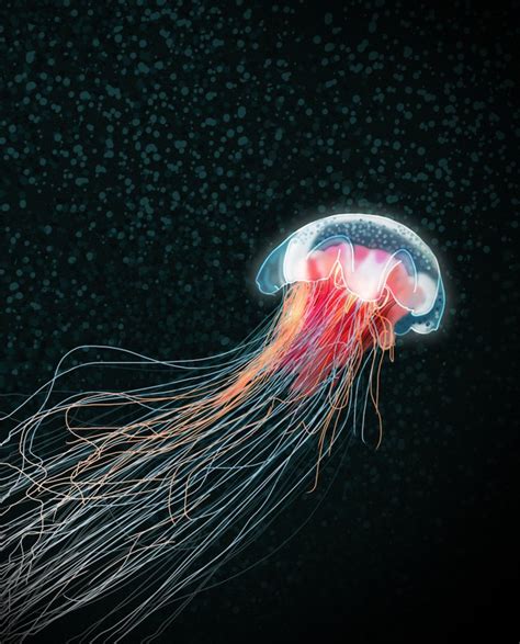 Jellyfish Deep Sea Ocean Creature Illustration Home Decor