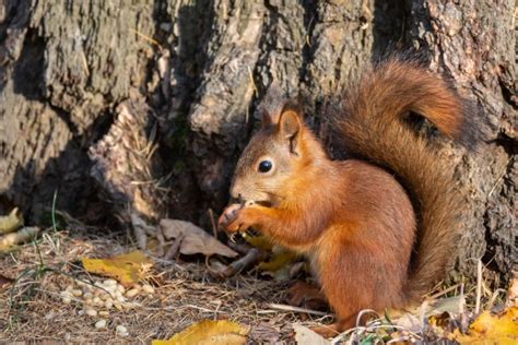 Maryland Squirrel Removal Kp Wildlife Control