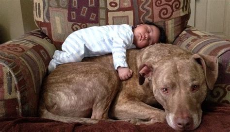18 Pit Bulls Who Really Really Love Their Human Babies Pitbull Terrier