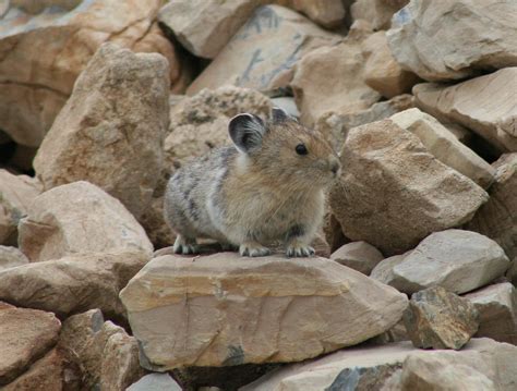 American Pika Citizen Science Surveys Are Conducted Ever Flickr
