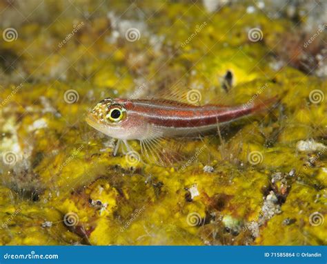 Gold Neon Pygmy Goby Stock Photos Free And Royalty Free Stock Photos