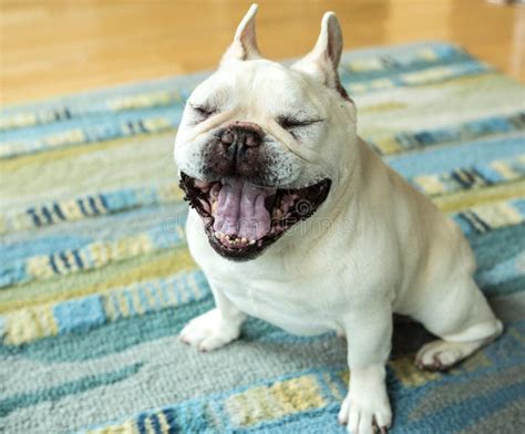 The Always Cute French Bulldog Stock Image Image Of Dogn Smiling