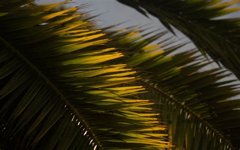 Download Wallpaper 3840x2400 Palm Tree Branch Leaves Macro 4k Ultra