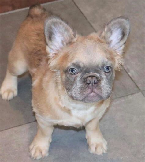 Fluffy Frenchie Are Long Haired French Bulldogs Purebred