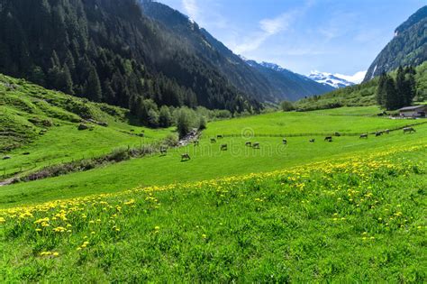 Amazing Alpine Landscape With Bright Green Meadows And Grazing Cows