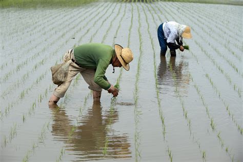 Rice Farmers Scrap Seedlings To Sow Directly In Cost Cutting Push The