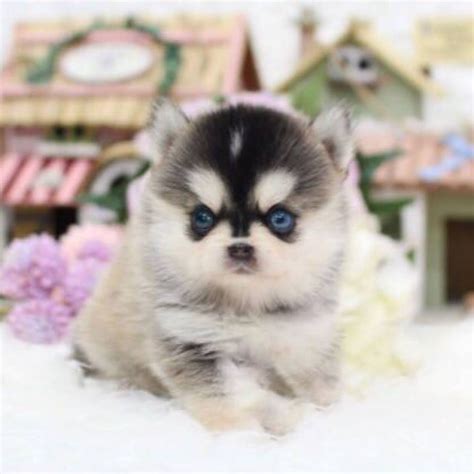 Pomskies are small, smart, popular designer dogs. their high energy, playful, and affectionate disposition is perfect as a family. Hoppy Teacup Pomsky - MICROTEACUPS