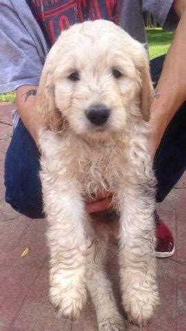 Our miniature goldendoodle puppies are healthy, happy and have let us help you discover the wonderful world of doodles! Goldendoodle Puppies for Sale- 8 1/2 weeks old or best ...
