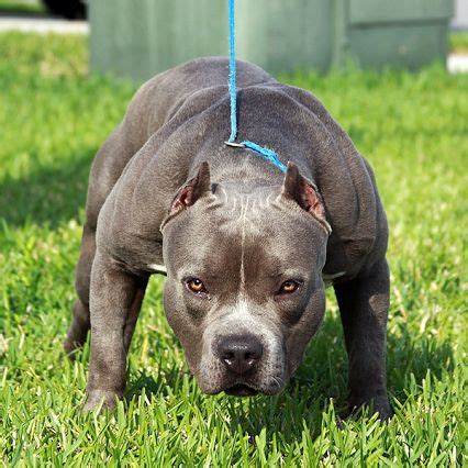 This coloring is often referred to as dappled or mottled. Blue Nose Pit | Pit Bull's + Staffordshire Terrier ...
