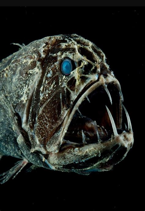 Fangtooth Fish Deep Sea Creatures Sea Creatures Scary Ocean