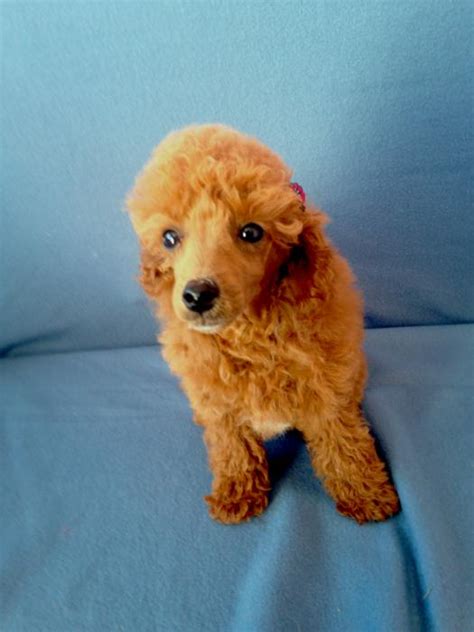 Purebred Toy Poodle Female Dogs For Sale And Free To A Good Home Petlink