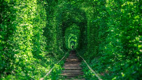 The Six Most Stunning Tree Tunnels On Earth