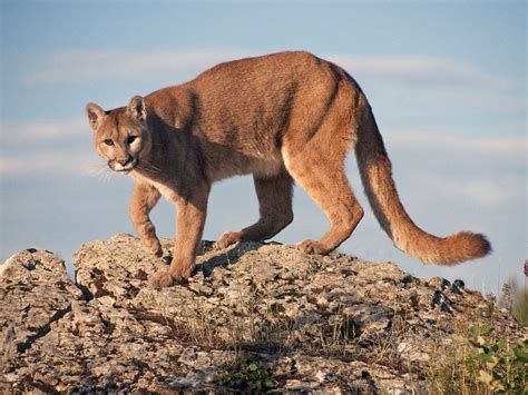 Mountain Lion Reported In Gilroy Tips On How To Avoid Becoming A Meal