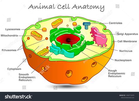 Animal Cell Anatomy Annotated Animal Human Stock Vector Royalty Free