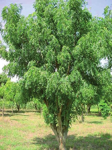 Azadirachta indica, commonly known as neem, nimtree or indian lilac, is a tree in the mahogany family meliaceae. Neem ( Azadirachta indica A. Juss.), approximately 15 ...