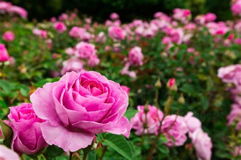 Wow 29 Bunga Mawar Pink Cantik Gambar Bunga Hd