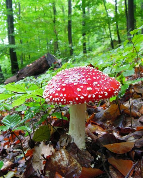 Free Images Nature Forest Flower T Autumn Flora Fungus