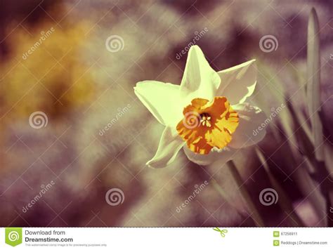 Easter Daffodil Flower Stock Image Image Of Yellow Space 67256911