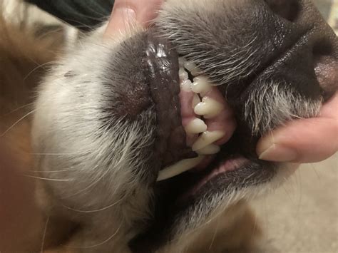 Bump On Skin Under Lip Golden Retriever Dog Forums