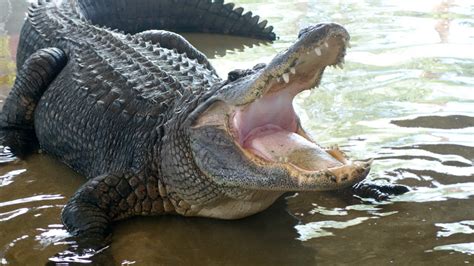 Myrtle Beach Alligator Adventure Barefoot Resort Rentals