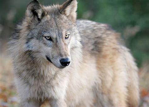 Refrain from using slurs or making purposefully inflammatory remarks. Steve Duin: So much for Oregon's wolves - oregonlive.com
