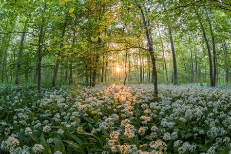 Green And White Flower Fields Hd Wallpaper Wallpaper Flare