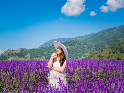 Vườn Hoa Lavender Đà Lạt ở đâu Nở Vào Tháng Mấy Rộ Nhất Asahi Luxstay