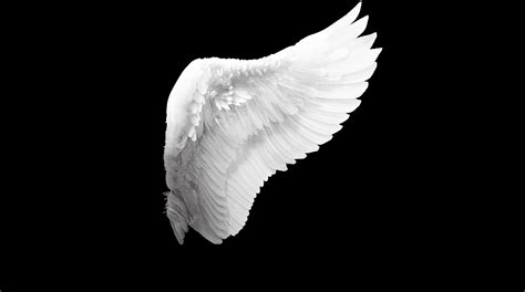 Cool Angel Wings Wallpapers Top Free Cool Angel Wings Backgrounds