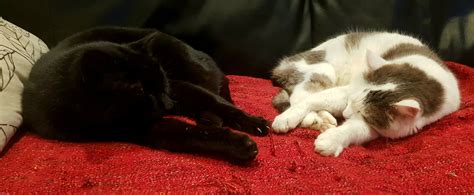 Es ist sehr komfortabel und sehr schön. Mein Sofa Foto & Bild | tiere, haustiere, katzen Bilder ...