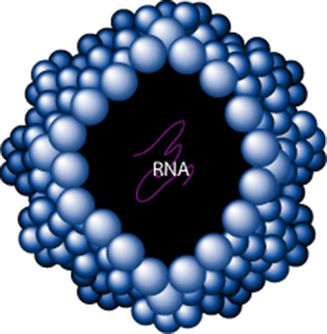 Chemical composition of virus - Virus Body