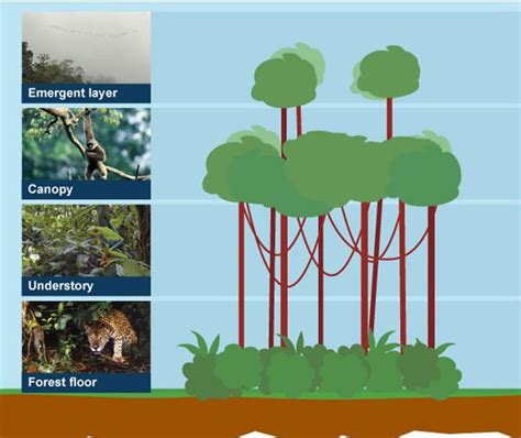 School Learning Zone Rainforests